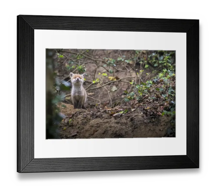 Framed Print : Red fox (Vulpes vulpes) young male cub near entrance to earth in woodland, Switzerland Framed Print : Red fox (Vulpes vulpes) young male cub near entrance to earth in woodland, Switzerland