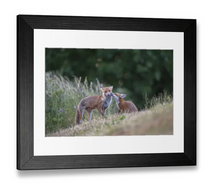 Framed Print : Red fox (Vulpes vulpes) cub in pasture asking vixen for food, England Framed Print : Red fox (Vulpes vulpes) cub in pasture asking vixen for food, England