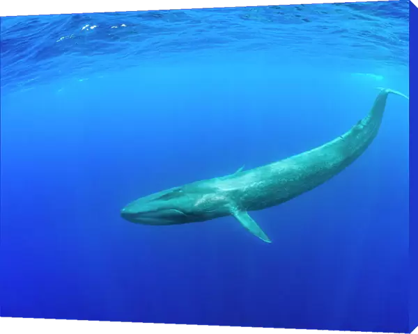 Blue whale (Balaenoptera musculus) diving beneath ocean surface. Indian Ocean, Sri Lanka
