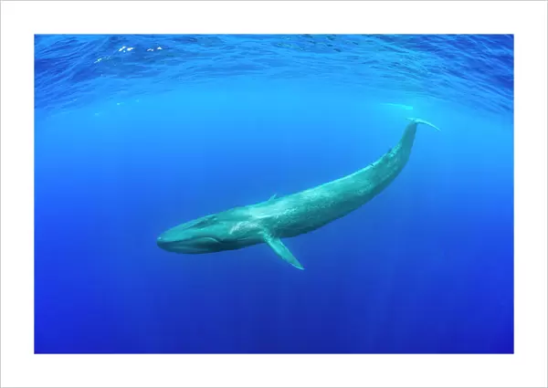 Blue whale (Balaenoptera musculus) diving beneath ocean surface. Indian Ocean, Sri Lanka
