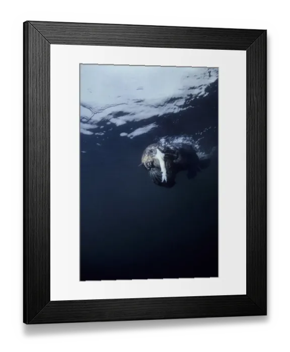 Framed Print : Sea otter (Enhydra lutris) feeding. Monterey Bay, California, USA Framed Print : Sea otter (Enhydra lutris) feeding. Monterey Bay, California, USA