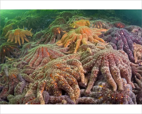 Large group of Sunflower sea stars (Asterias  /  Pycnopodia helianthoides) covering rock
