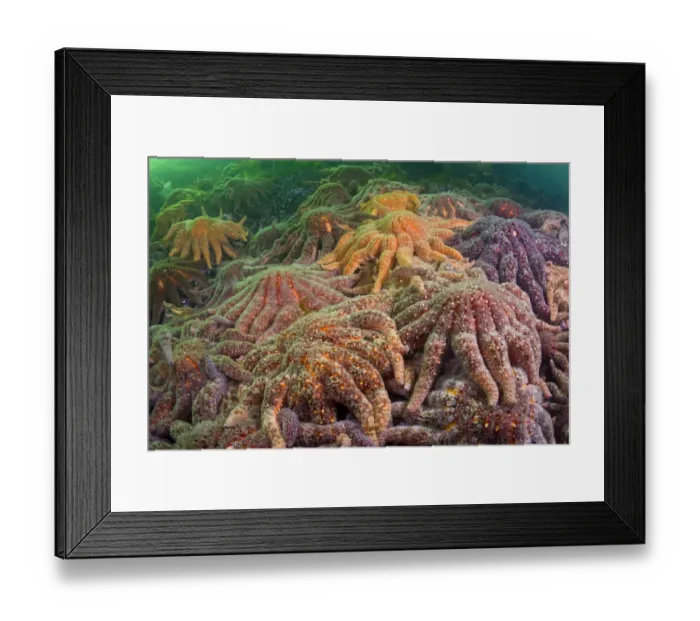 Framed Print : Large group of Sunflower sea stars (Asterias / Pycnopodia helianthoides) covering rock Framed Print : Large group of Sunflower sea stars (Asterias / Pycnopodia helianthoides) covering rock