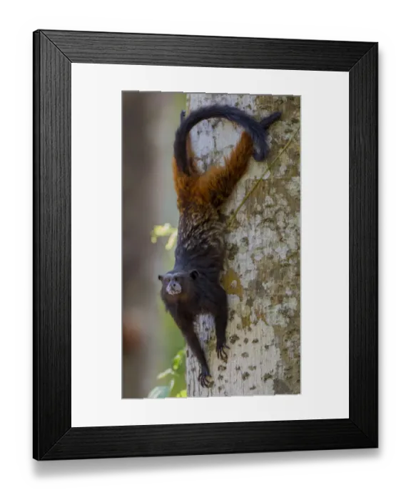 Framed Print : Brown-mantled tamarin / Saddleback tamarin (Saguinus fuscicollis Framed Print : Brown-mantled tamarin / Saddleback tamarin (Saguinus fuscicollis