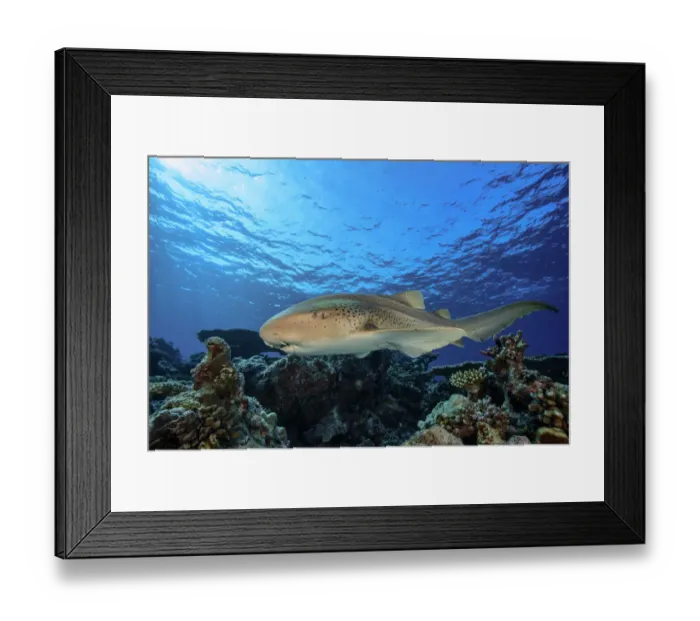 Framed Print : Zebra / leopard shark (Stegostoma fasciatum) swimming over the reef, Vaavu atoll Framed Print : Zebra / leopard shark (Stegostoma fasciatum) swimming over the reef, Vaavu atoll