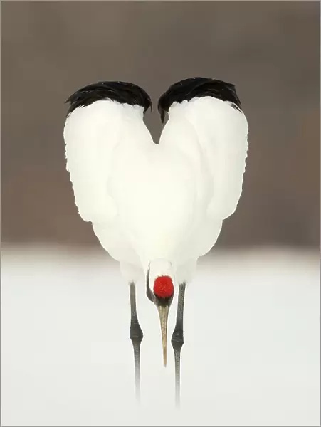 Japanese crane (Grus japonensis) displaying, wings in heart shape, Hokkiado, Japan, February