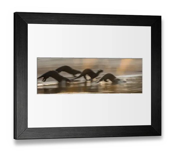 Framed Print : Giant Otters (Pteronura brasiliensis) running along a sand bar Framed Print : Giant Otters (Pteronura brasiliensis) running along a sand bar