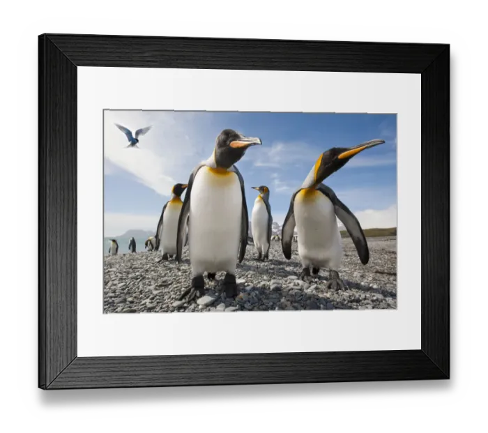Framed Print : King penguins (Aptenodytes patagonicus) on the beach at Salisbury Plain Framed Print : King penguins (Aptenodytes patagonicus) on the beach at Salisbury Plain