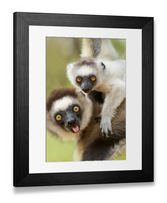Framed Print : Female Verreauxs sifaka (Propithecus verreauxi) carrying infant in forest canopy. Berenty Private Reserve, southern Madagascar Framed Print : Female Verreauxs sifaka (Propithecus verreauxi) carrying infant in forest canopy. Berenty Private Reserve, southern Madagascar