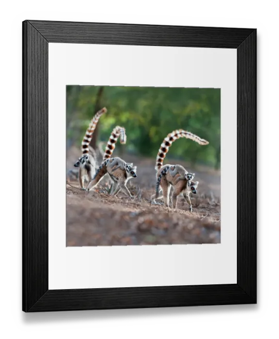 Framed Print : Female ring-tailed lemurs (Lemur catta) carrying infants (3-4 weeks) on their backs across open ground. Berenty Private Reserve, southern Madagascar Framed Print : Female ring-tailed lemurs (Lemur catta) carrying infants (3-4 weeks) on their backs across open ground. Berenty Private Reserve, southern Madagascar