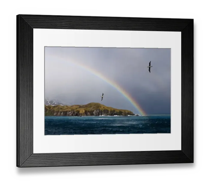 Framed Print : Black-browed Albatross (Thalassarche melanophrys) flying off the Bay of Isles Framed Print : Black-browed Albatross (Thalassarche melanophrys) flying off the Bay of Isles