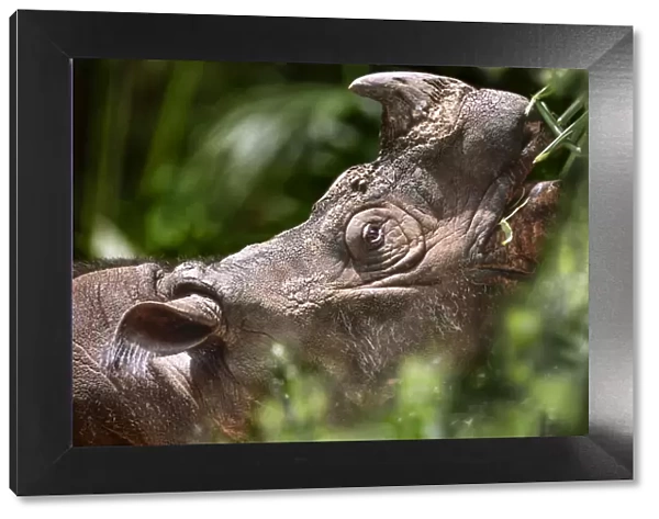 Sumatran (Asian) two-horned Rhinoceros (Dicerorhinus sumatrensis