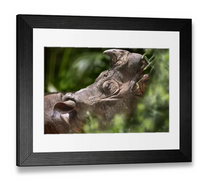 Framed Print : Sumatran (Asian) two-horned Rhinoceros (Dicerorhinus sumatrensis Framed Print : Sumatran (Asian) two-horned Rhinoceros (Dicerorhinus sumatrensis