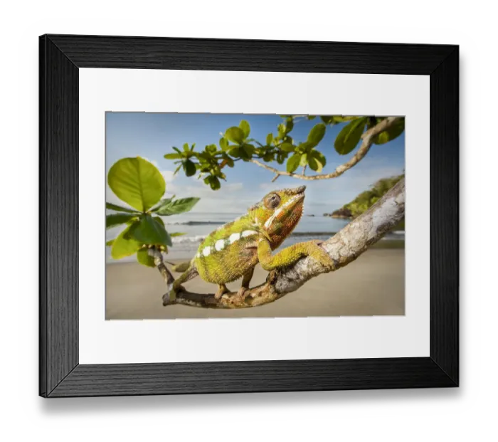 Framed Print : Male Panther Chameleon (Furcifer pardalis) stalking prey in beach side vegetation Framed Print : Male Panther Chameleon (Furcifer pardalis) stalking prey in beach side vegetation