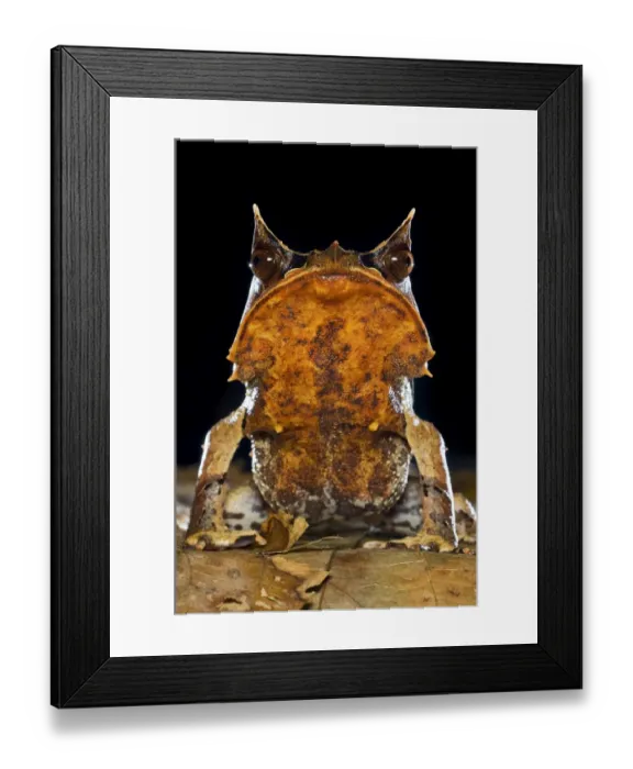 Framed Print : Portrait of Bornean Horned Frog (Megophrys nasuta) amongst leaf-litter in forest floor Framed Print : Portrait of Bornean Horned Frog (Megophrys nasuta) amongst leaf-litter in forest floor