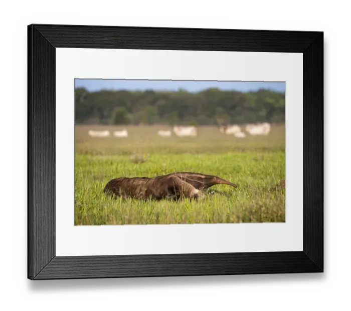 Framed Print : RF - Giant anteater (Myrmecophaga tridactyla) walking on ranch Framed Print : RF - Giant anteater (Myrmecophaga tridactyla) walking on ranch
