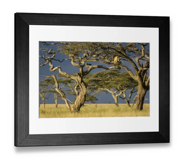 Framed Print : RF - African lioness (Panthera leo) using Umbrella acacia tree (Acacia tortillis Framed Print : RF - African lioness (Panthera leo) using Umbrella acacia tree (Acacia tortillis