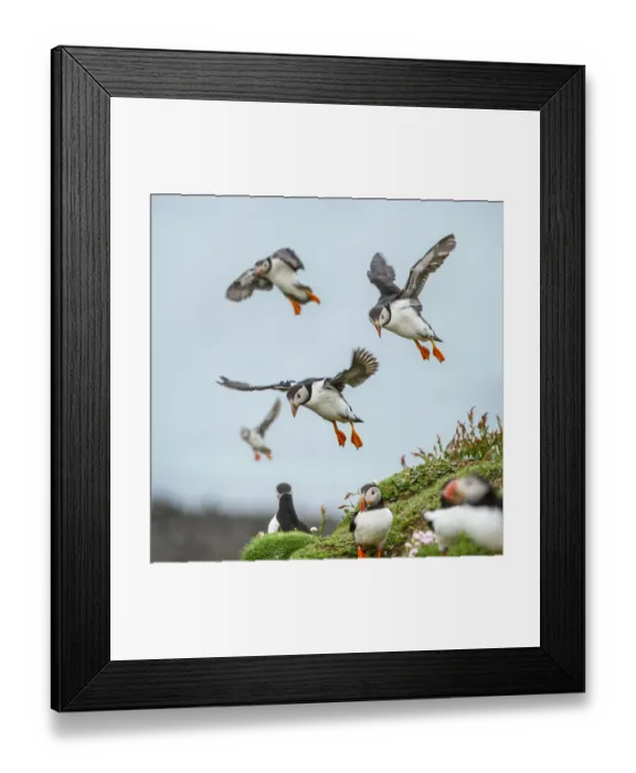 Framed Print : RF - Atlantic Puffins (Fratercula arctica) flying on to the cliff top Framed Print : RF - Atlantic Puffins (Fratercula arctica) flying on to the cliff top