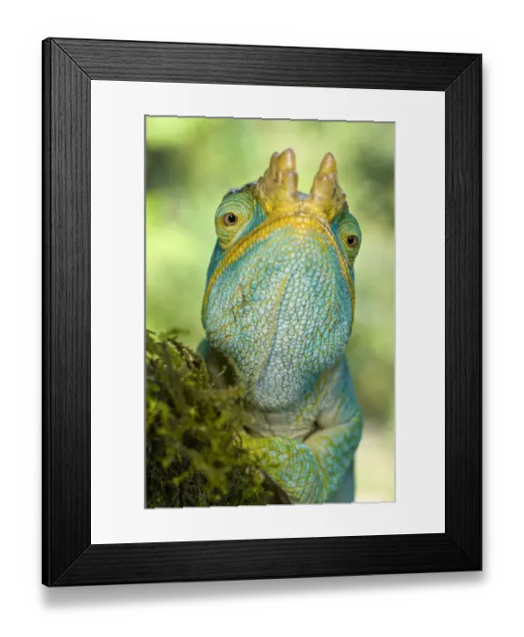 Framed Print : RF - Parsons chameleon (Calumma parsonii) portrait, Lowland rainforest understory Framed Print : RF - Parsons chameleon (Calumma parsonii) portrait, Lowland rainforest understory