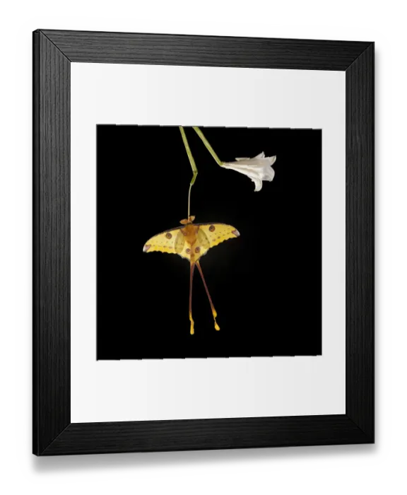 Framed Print : RF - Male Comet Moth (Argema mittrei). Mantadia National Park, eastern Madagascar Framed Print : RF - Male Comet Moth (Argema mittrei). Mantadia National Park, eastern Madagascar