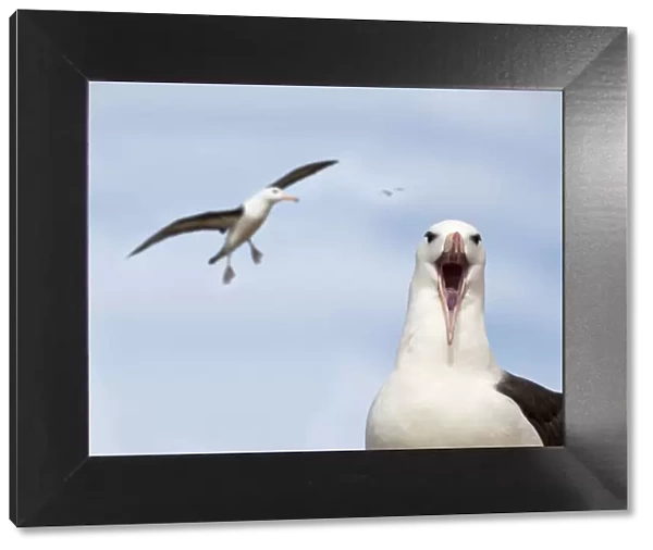 RF - Black-browed albatross (Thalassarche melanophrys) calling and in flight