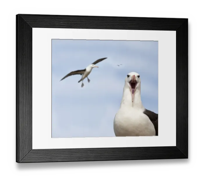 Framed Print : RF - Black-browed albatross (Thalassarche melanophrys) calling and in flight