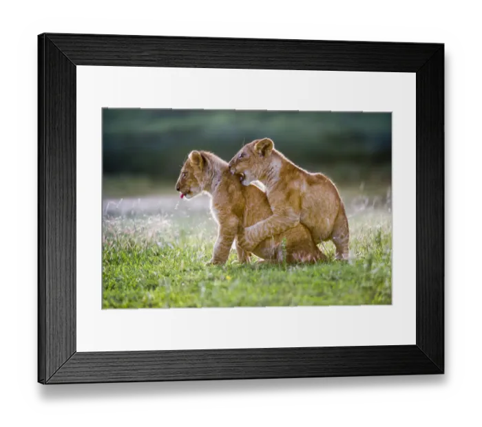 Framed Print : RF - African Lion cubs (Panthera leo) playing - age 4 months, Big Marsh, near Ndutu Framed Print : RF - African Lion cubs (Panthera leo) playing - age 4 months, Big Marsh, near Ndutu