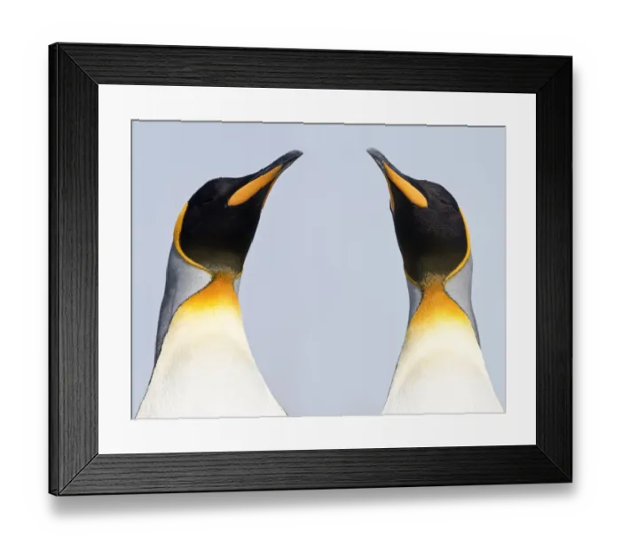 Framed Print : RF - King penguins (Aptenodytes patagonicus) on the beach at Salisbury Plain Framed Print : RF - King penguins (Aptenodytes patagonicus) on the beach at Salisbury Plain