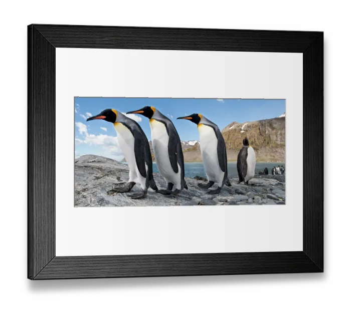 Framed Print : RF - King penguins (Aptenodytes patagonicus) at breeding colony. Gold Harbour, South Georgia, South Atlantic. (digitally stitched image) (This image may be licensed either as rights managed or royalty free.) Framed Print : RF - King penguins (Aptenodytes patagonicus) at breeding colony. Gold Harbour, South Georgia, South Atlantic. (digitally stitched image) (This image may be licensed either as rights managed or royalty free.)