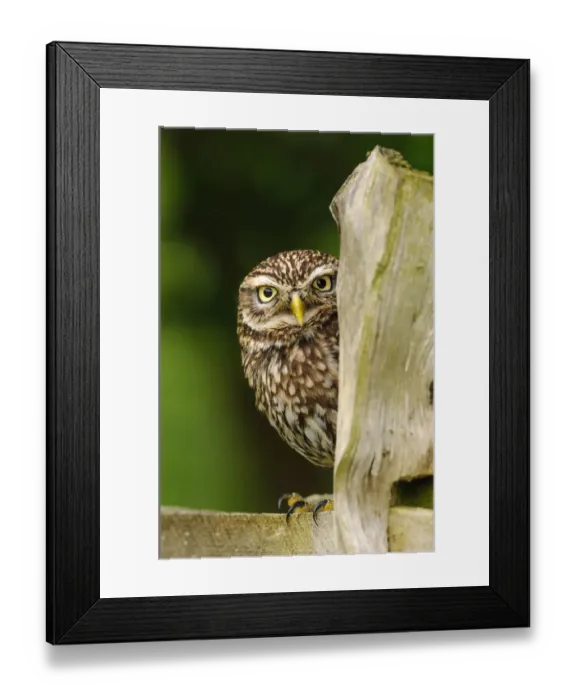 Framed Print : RF - Little owl (Athene noctua) on fence post in farmland, Surrey, England Framed Print : RF - Little owl (Athene noctua) on fence post in farmland, Surrey, England