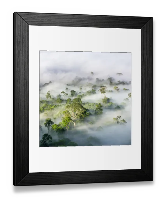 Framed Print : RF - Mist hanging over Lowland Dipterocarp Rainforest just after sunrise Framed Print : RF - Mist hanging over Lowland Dipterocarp Rainforest just after sunrise