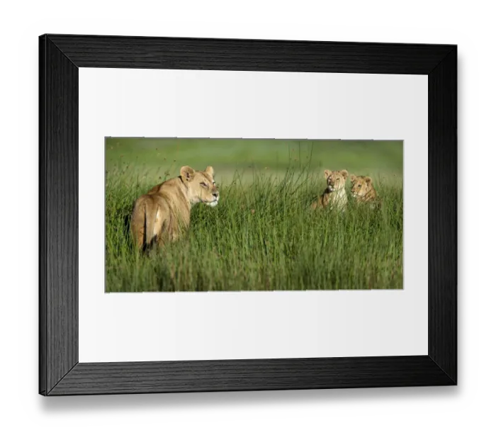 Framed Print : RF - African lioness (Panthera leo) with cubs age four months cubs at Big Marsh Framed Print : RF - African lioness (Panthera leo) with cubs age four months cubs at Big Marsh