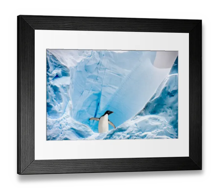 Framed Print : RF - Adelie penguin (Pygoscelis adeliae) on blue ice berg Framed Print : RF - Adelie penguin (Pygoscelis adeliae) on blue ice berg