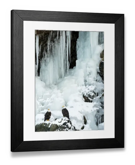 Framed Print : Bald eagle (Haliaeetus leucocephalus), two perched on rocks in front of frozen waterfall Framed Print : Bald eagle (Haliaeetus leucocephalus), two perched on rocks in front of frozen waterfall