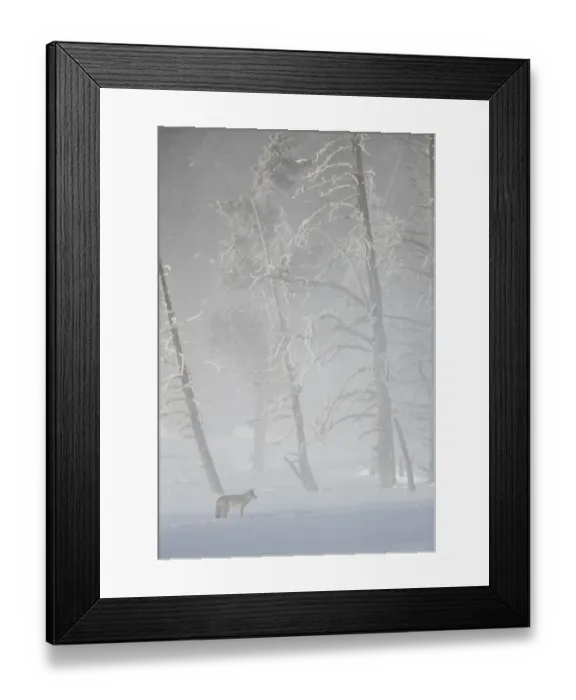 Framed Print : Coyote (Canis latrans) standing in snow, dwarfed by frosty trees Framed Print : Coyote (Canis latrans) standing in snow, dwarfed by frosty trees