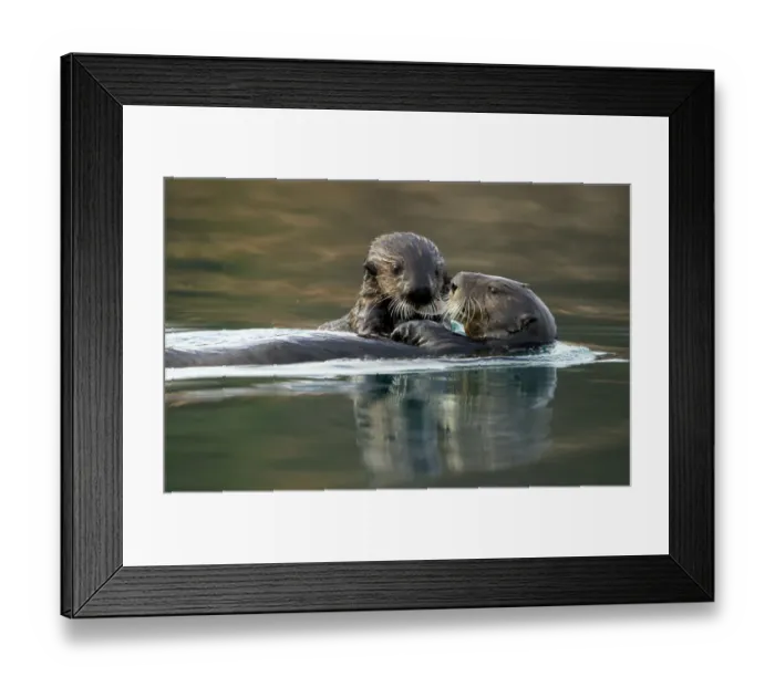 Framed Print : Sea otter (Enhydra lutris) female and pup. Alaska, USA, February Framed Print : Sea otter (Enhydra lutris) female and pup. Alaska, USA, February