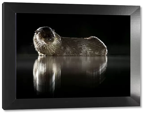European river otter (Lutra lutra) reflected in water at night. Lincolnshire, England, UK
