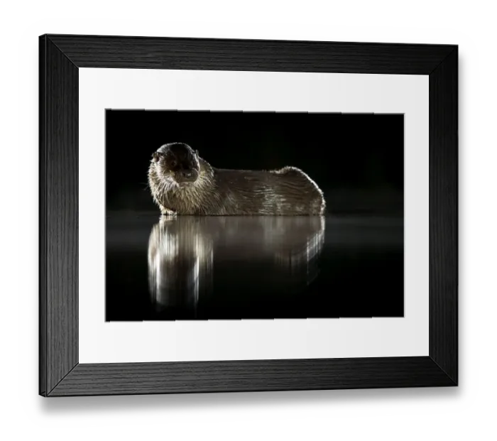 Framed Print : European river otter (Lutra lutra) reflected in water at night. Lincolnshire, England, UK Framed Print : European river otter (Lutra lutra) reflected in water at night. Lincolnshire, England, UK