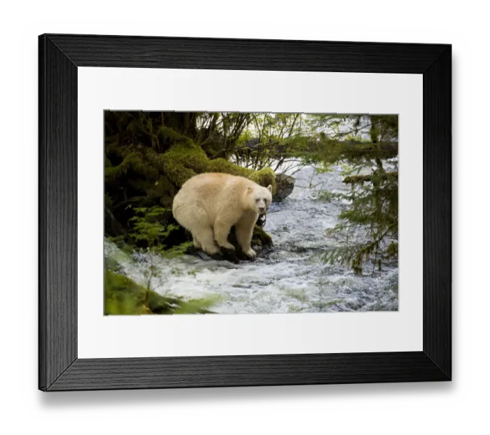 Framed Print : Kermode bear (Ursus americanus kermodei) standing on roots at waters edge Framed Print : Kermode bear (Ursus americanus kermodei) standing on roots at waters edge