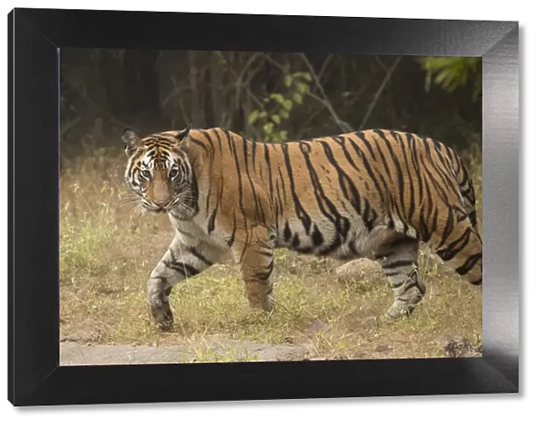 Bengal tiger (Panthera tigris tigris) profile walking, looking for prey