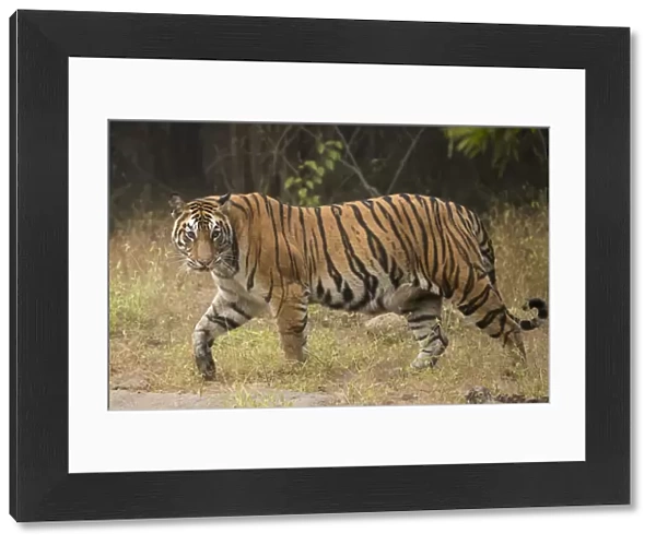 Bengal tiger (Panthera tigris tigris) profile walking, looking for prey