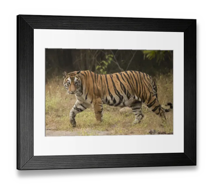 Framed Print : Bengal tiger (Panthera tigris tigris) profile walking, looking for prey Framed Print : Bengal tiger (Panthera tigris tigris) profile walking, looking for prey