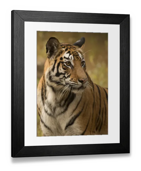 Framed Print : Bengal tiger (Panthera tigris tigris) female, portrait. Bandhavgarh National Park, India Framed Print : Bengal tiger (Panthera tigris tigris) female, portrait. Bandhavgarh National Park, India