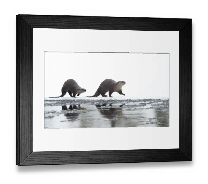 Framed Print : North American river otter (Lontra canadensis) female and cub walking across snow Framed Print : North American river otter (Lontra canadensis) female and cub walking across snow