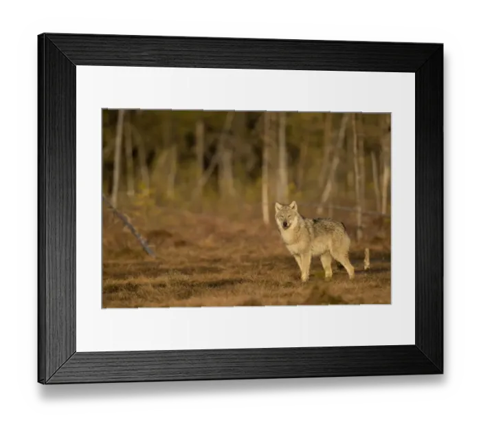 Framed Print : Wolf (Canis lupus) standing at woodland edge. Finland, April Framed Print : Wolf (Canis lupus) standing at woodland edge. Finland, April