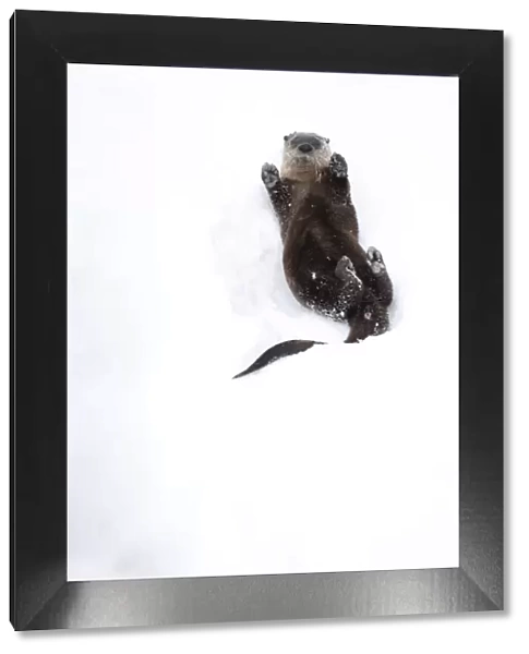 North American river otter (Lontra canadensis) on back, rolling on snow bank