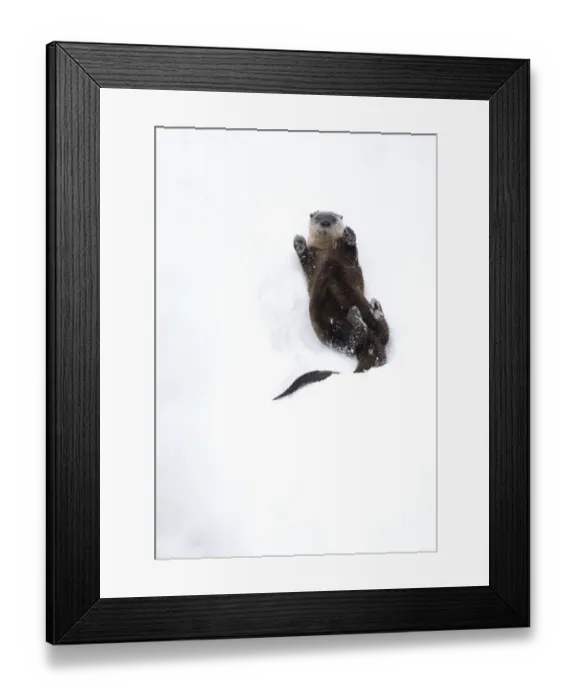 Framed Print : North American river otter (Lontra canadensis) on back, rolling on snow bank Framed Print : North American river otter (Lontra canadensis) on back, rolling on snow bank