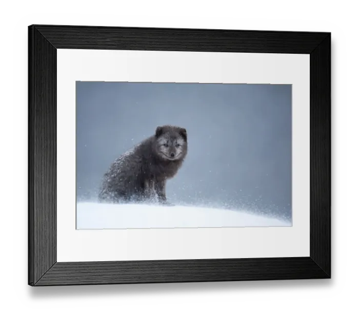Framed Print : Arctic fox (Vulpes lagopus) resting in snow. Hornstrandir Nature Reserve, Iceland Framed Print : Arctic fox (Vulpes lagopus) resting in snow. Hornstrandir Nature Reserve, Iceland
