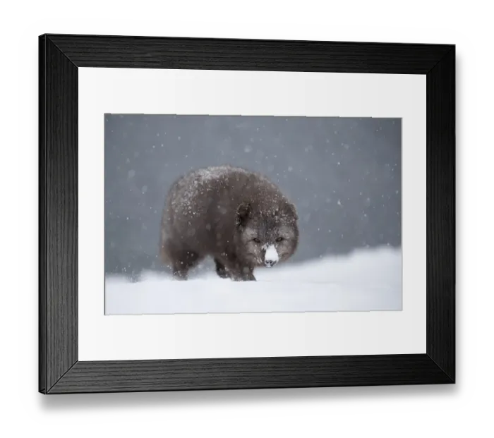 Framed Print : Arctic fox (Vulpes lagopus) walking in heavy snow. Hornstrandir Nature Reserve, Iceland Framed Print : Arctic fox (Vulpes lagopus) walking in heavy snow. Hornstrandir Nature Reserve, Iceland