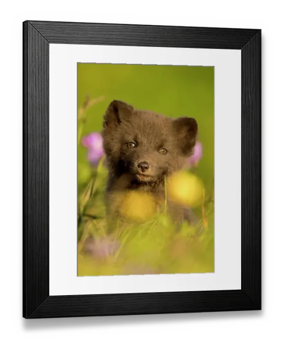 Framed Print : Arctic fox (Vulpes lagopus) cub in meadow, portrait. Hornstrandir Nature Reserve, Iceland, July Framed Print : Arctic fox (Vulpes lagopus) cub in meadow, portrait. Hornstrandir Nature Reserve, Iceland, July